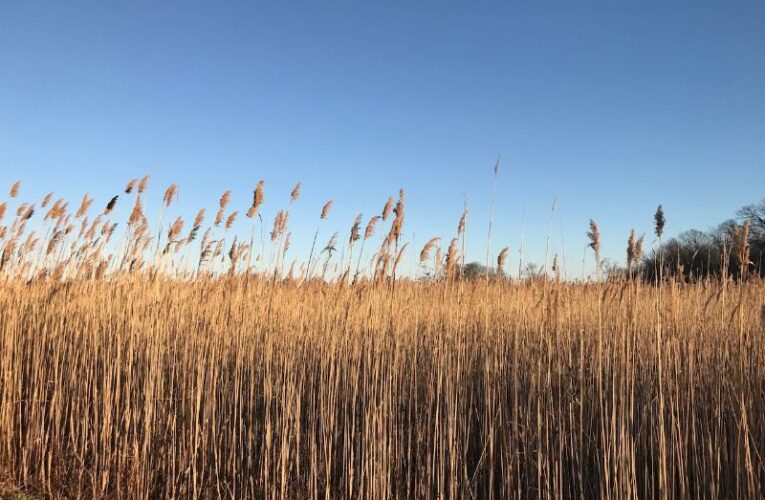 Broad Meadows/Narrow River Restoration and our Changing Shoreline