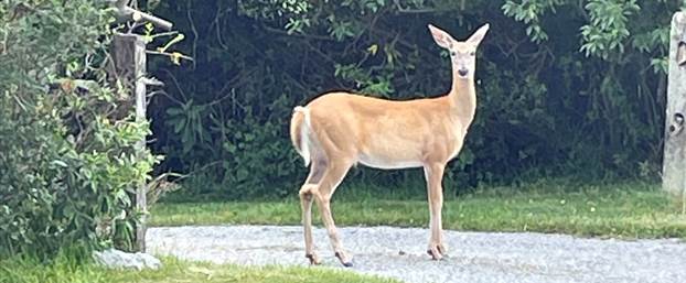 Deer Management Forum – Aug. 13, 2022 – 9:30am at Poquatuck Hall