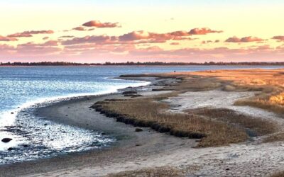 Summer 2024 Newsletter