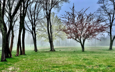 Spring 2024 Newsletter