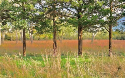 Fall 2024 Newsletter